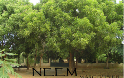 Le Neem