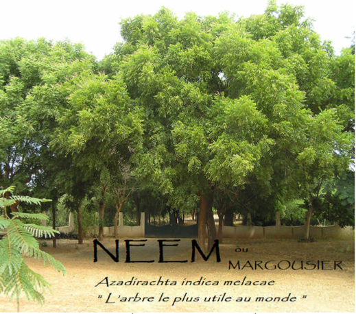 Le Neem